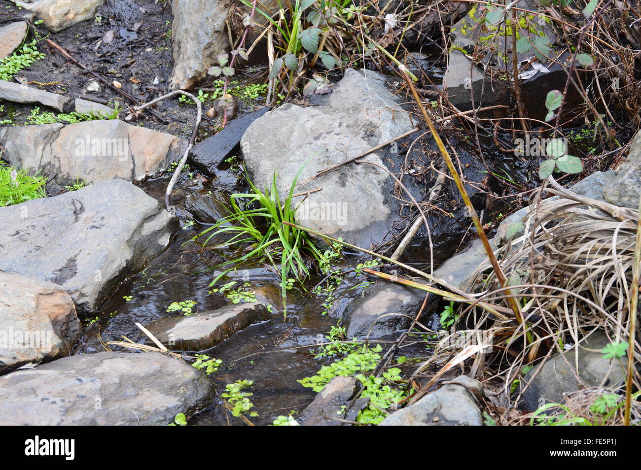 Gros plan d'une exécution creek Banque D'Images