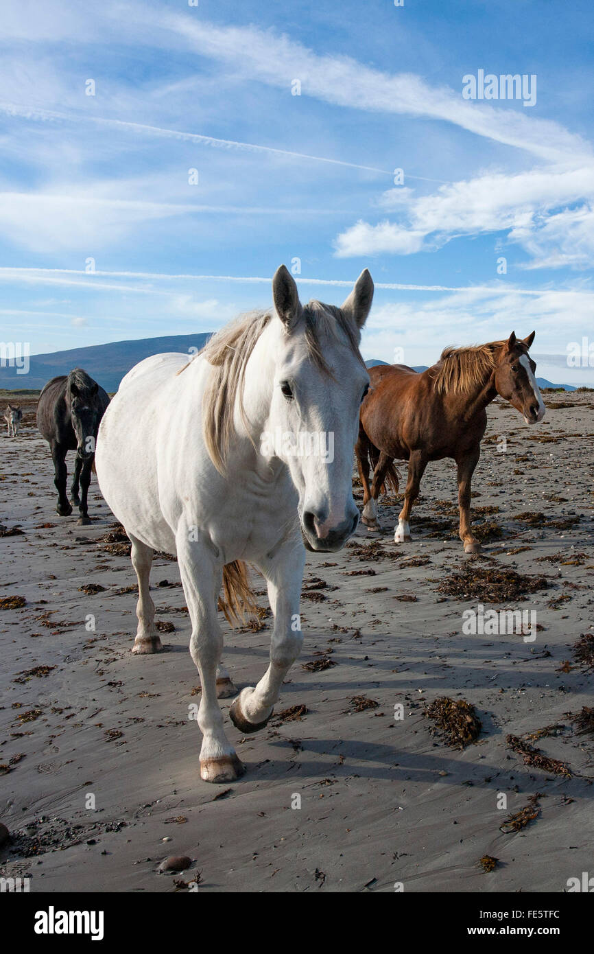 Chevaux sur la plage, le Magherees, péninsule de Dingle, comté de Kerry, Irlande. Banque D'Images