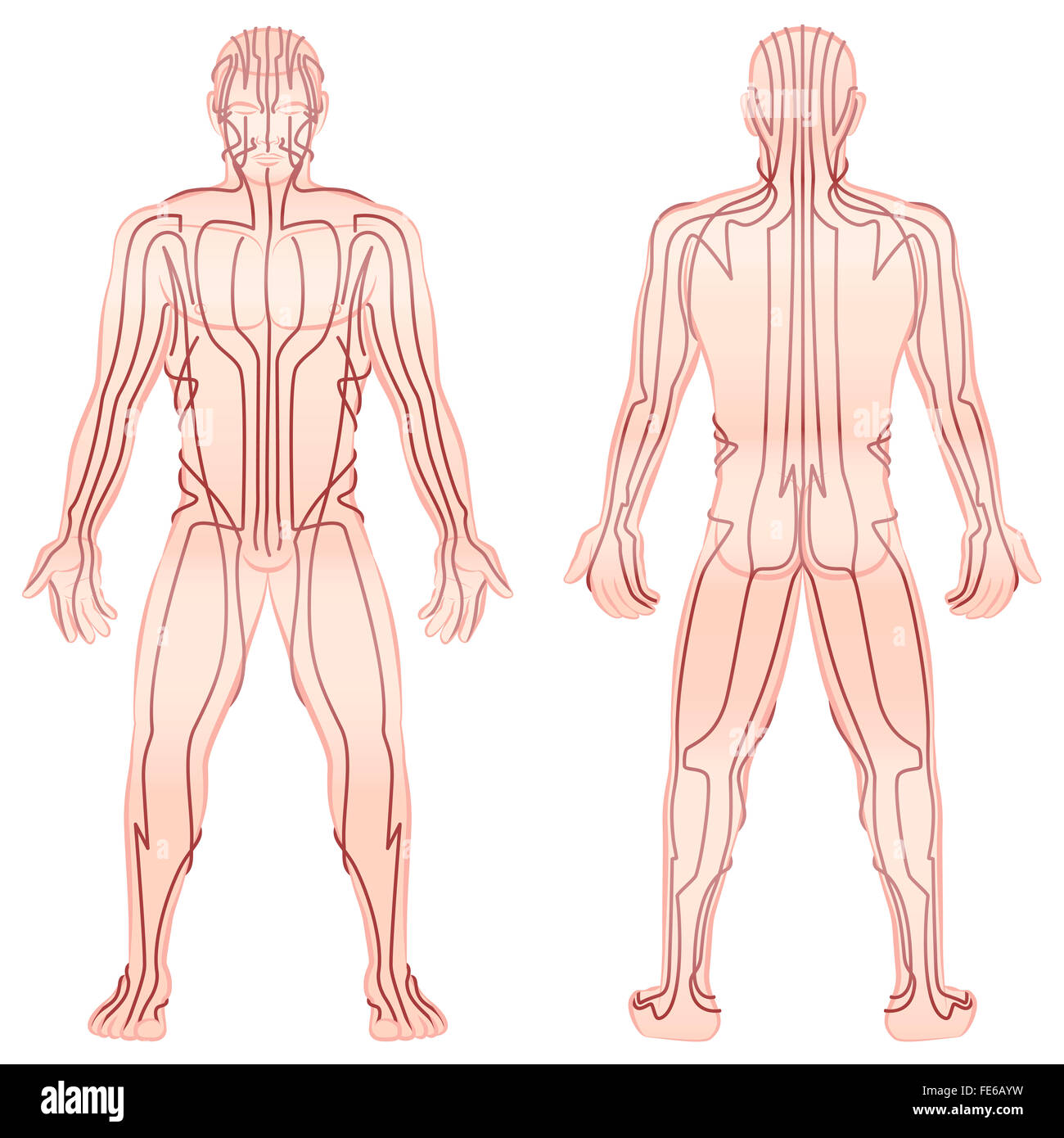 Méridiens - méditer l'homme avec les principaux méridiens d'acupuncture - Vue avant, vue arrière - Illustration sur fond blanc. Banque D'Images