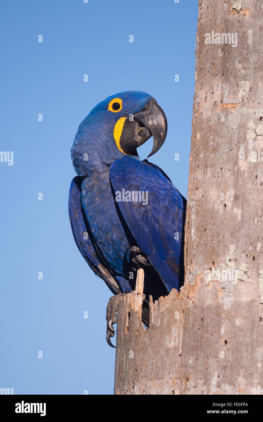 Un Ara hyacinthe à son nid dans le Pantanal Banque D'Images