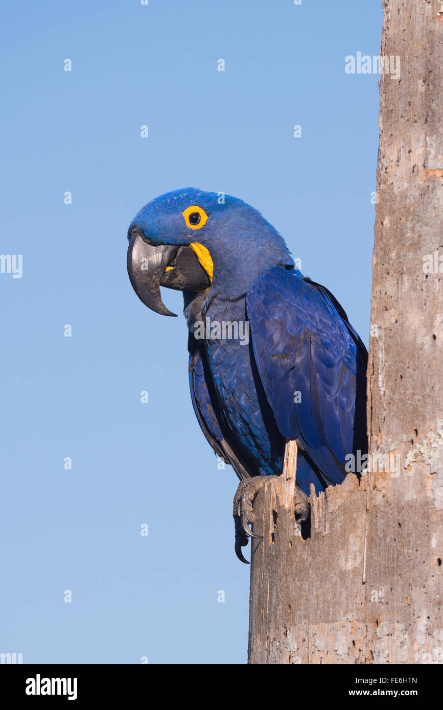 Un Ara hyacinthe à son nid dans le Pantanal Banque D'Images