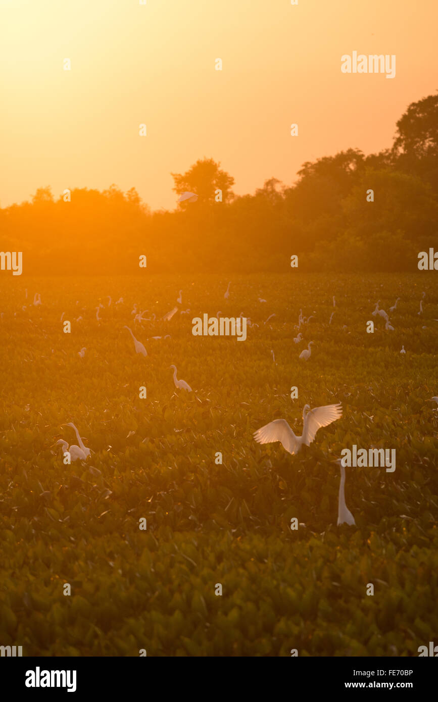 Les aigrettes et les hérons au coucher du soleil dans le Pantanal Banque D'Images