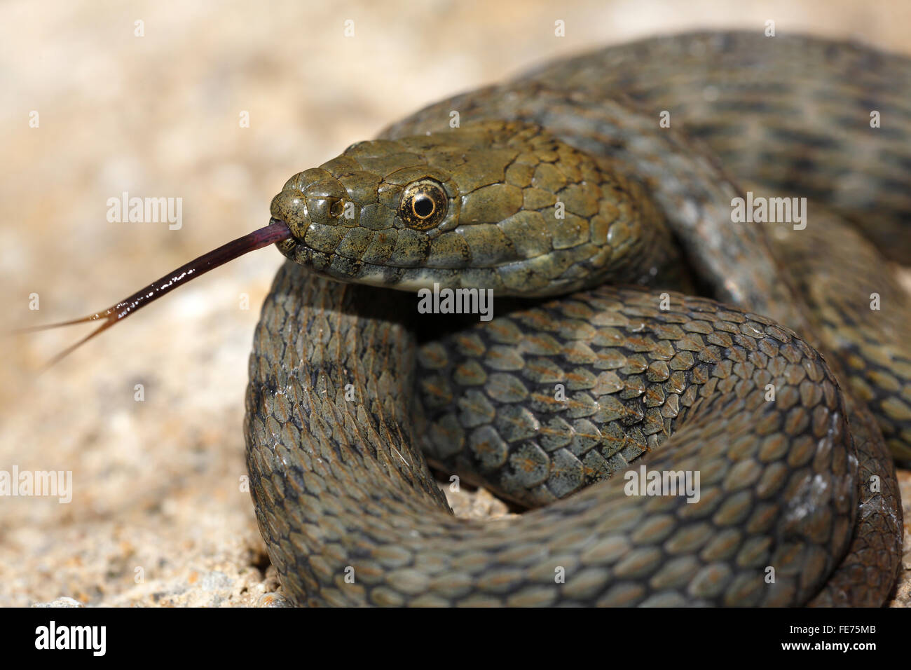 Dés Lambent (Natrix tessellata) Snake, snake Haut Balaton, Parc National, le lac Balaton, Hongrie Banque D'Images