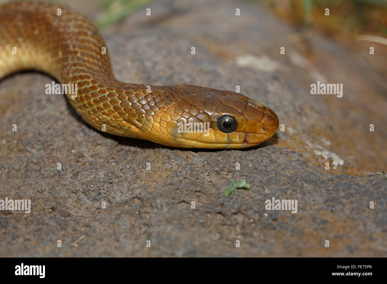 Zamenis longissimus Aesculapian snake (), Parc National du Haut Balaton, le lac Balaton, Hongrie Banque D'Images