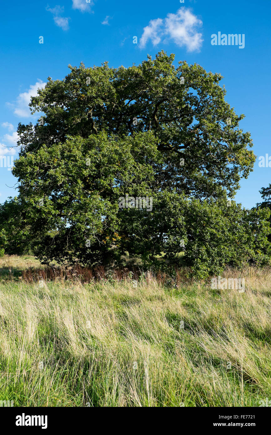grand chêne dans le champ Banque D'Images