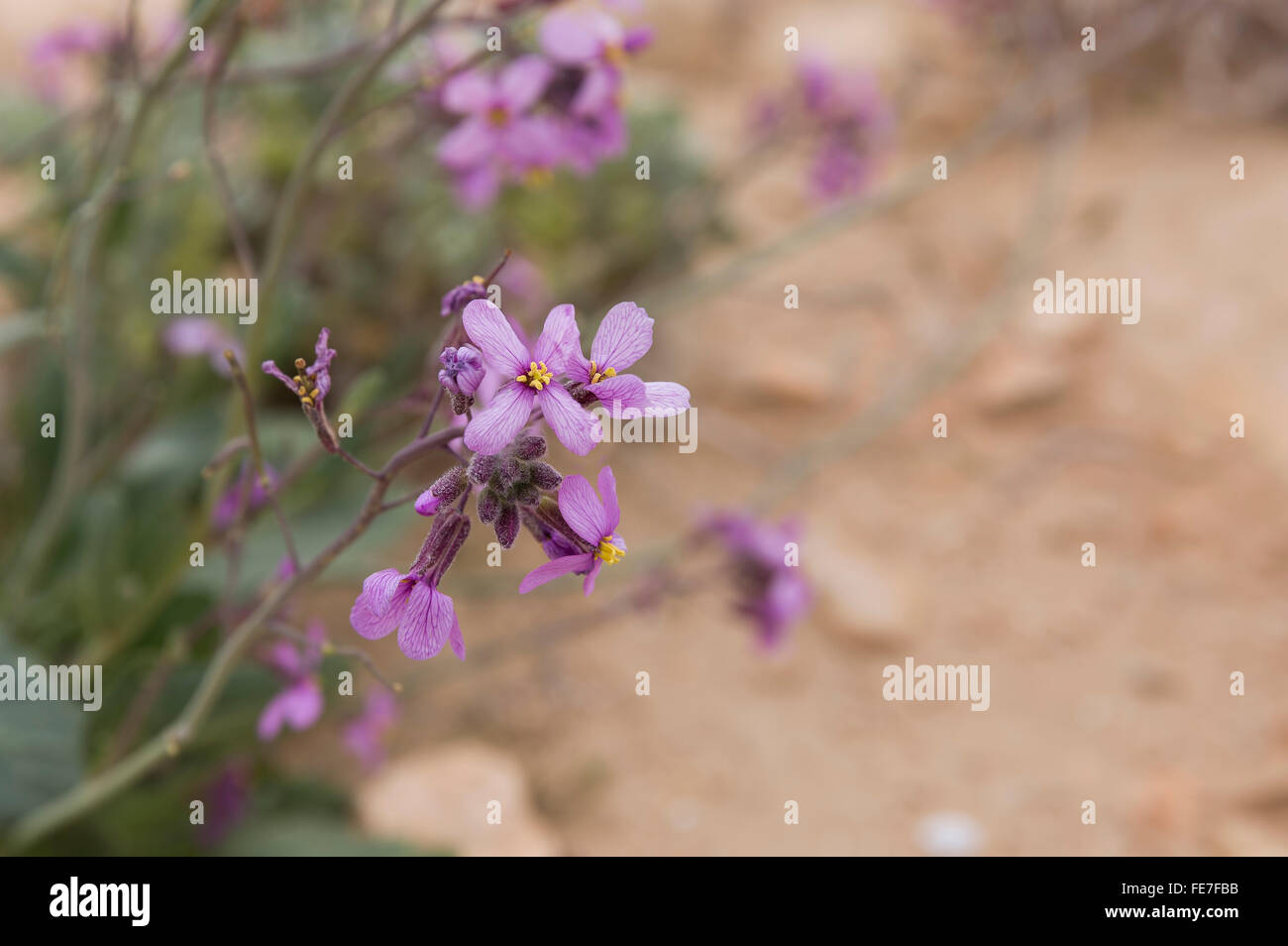 Fleur pourpre dans le désert en Israël Banque D'Images
