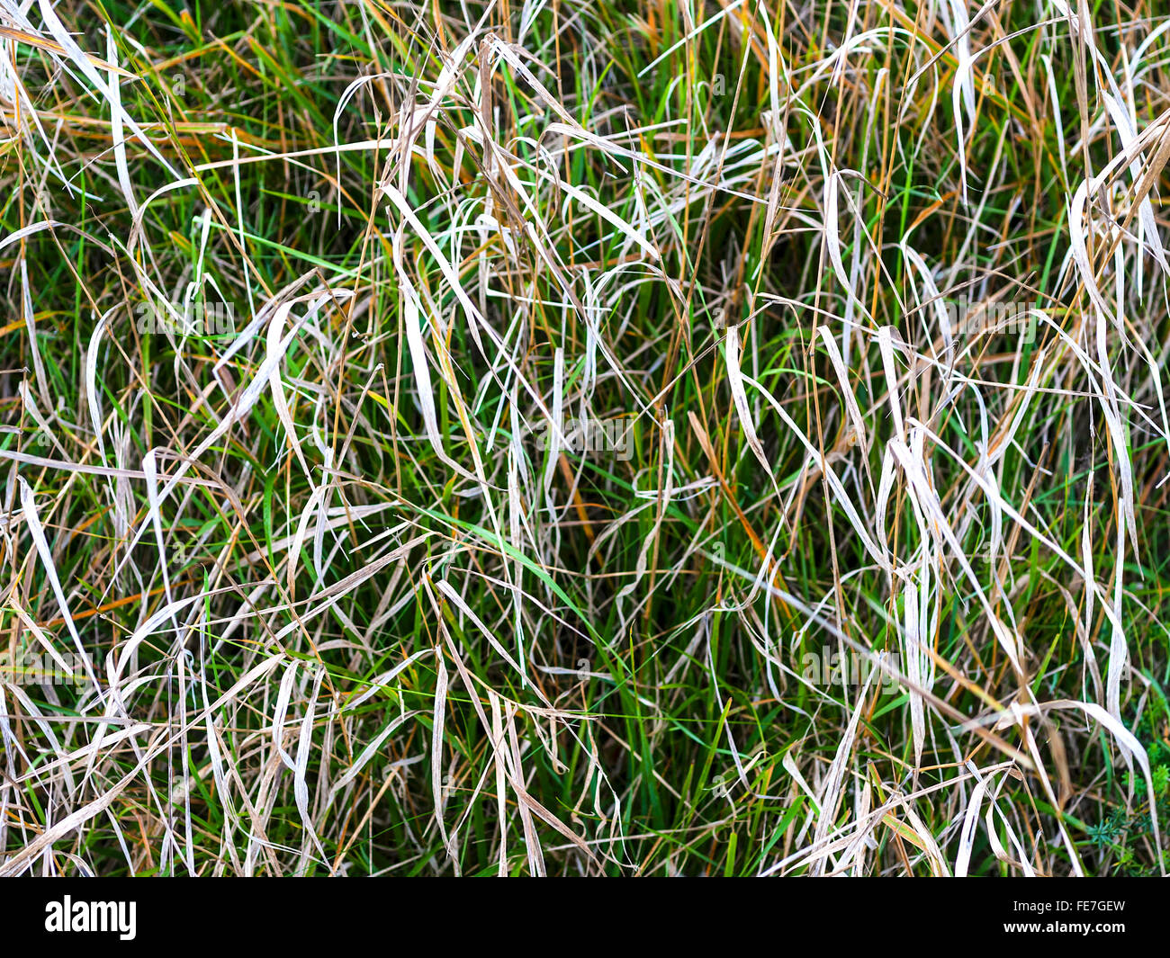 Morts et de nouvelles pousses d'herbe sauvage sur le bord de la route - France. Banque D'Images