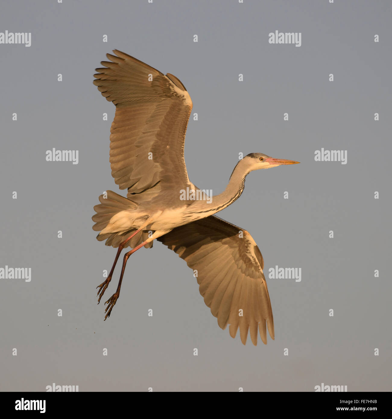 Héron cendré (Ardea cinerea), vol plumage juvénile, lumière du matin, Parc national Kiskunsag, Hongrie Banque D'Images