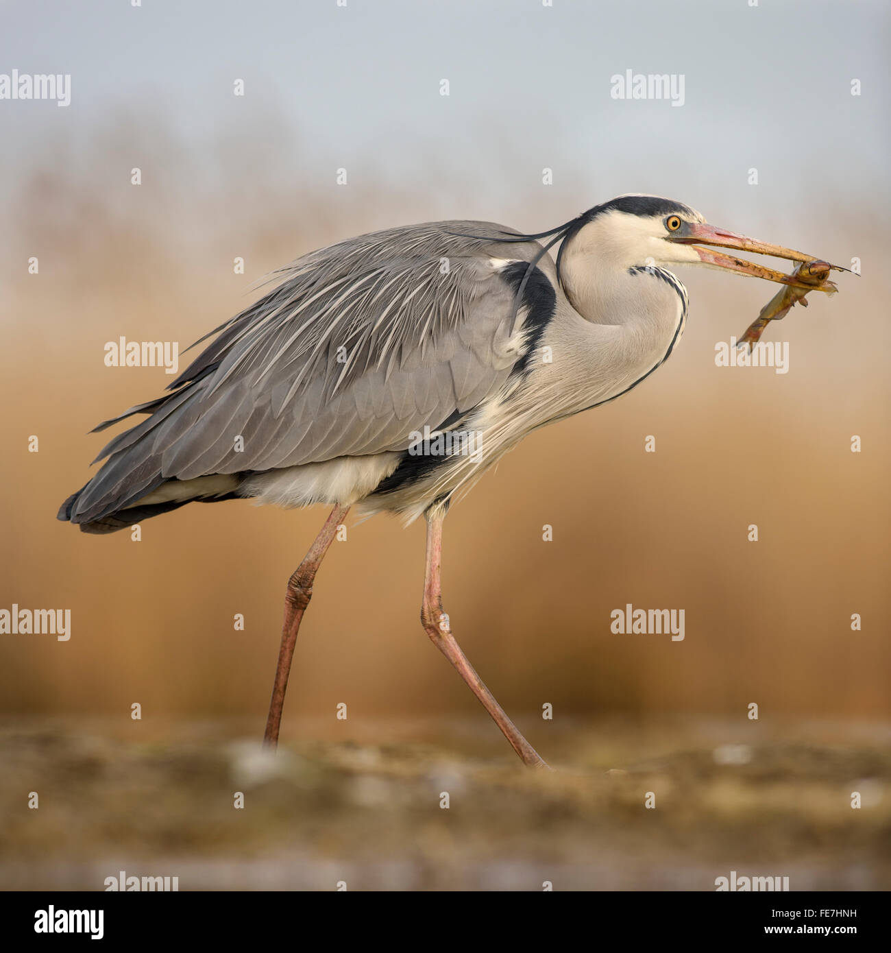 Héron cendré (Ardea cinerea) avec silure (Silurus glanis) dans le Parc National de Kiskunság, bec, Hongrie Banque D'Images