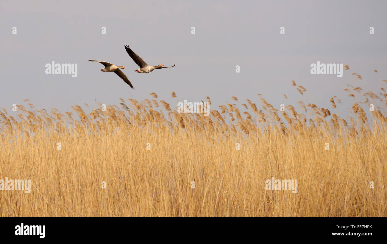 Oies cendrées (Anser anser), du nombre de couples nicheurs voler au-dessus des roseaux, le parc national de Kiskunsag, Hongrie Banque D'Images