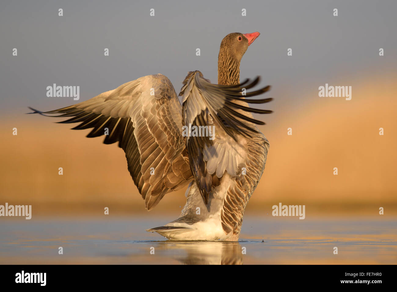 Oie cendrée (Anser anser), Gander les ailes battantes, comportement de l'écran, le Parc National Kiskunság, Hongrie Banque D'Images