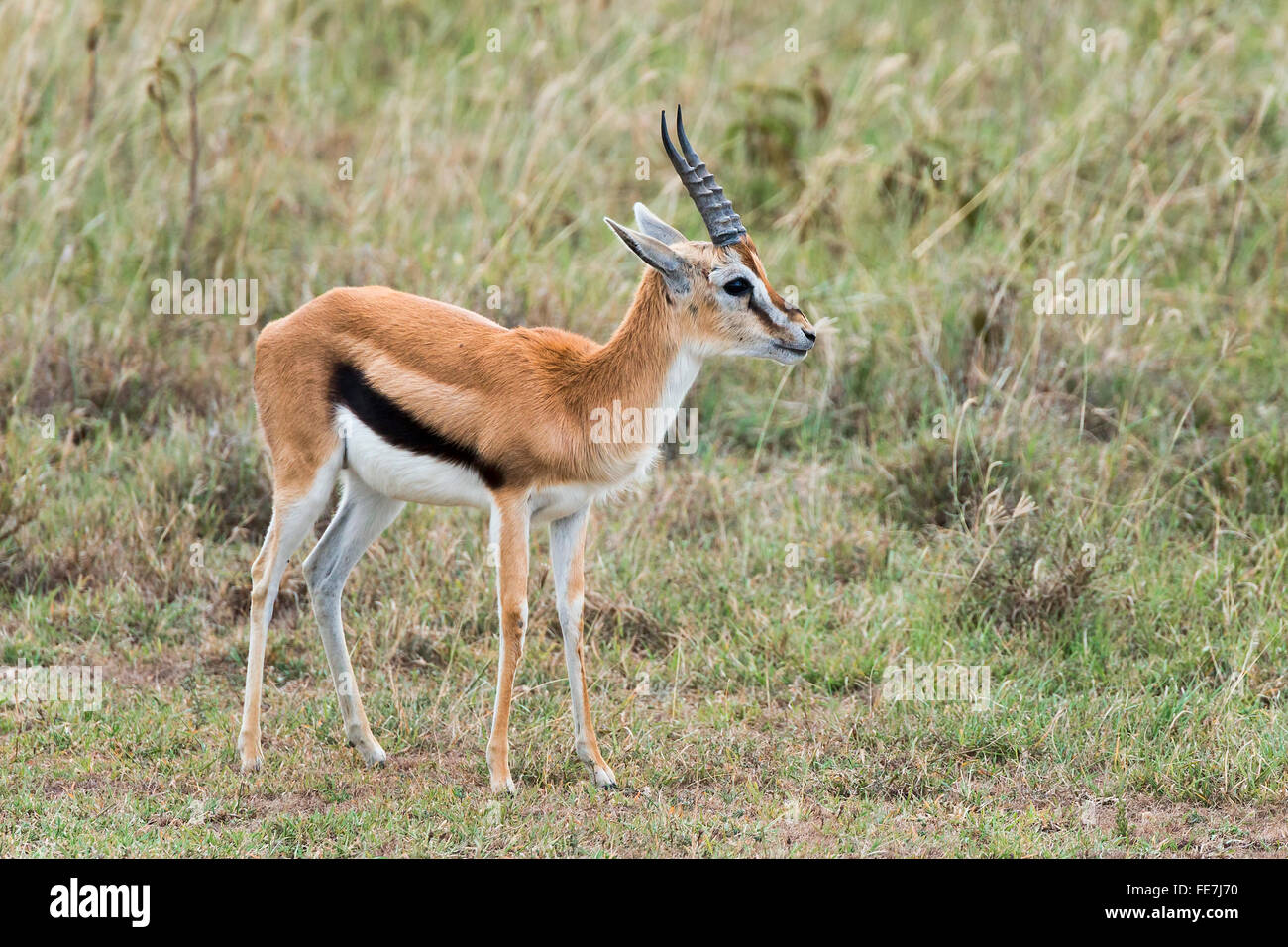 La gazelle de Thomson (Eudorcas thomsonii), Parc national du lac Nakuru, Kenya Banque D'Images