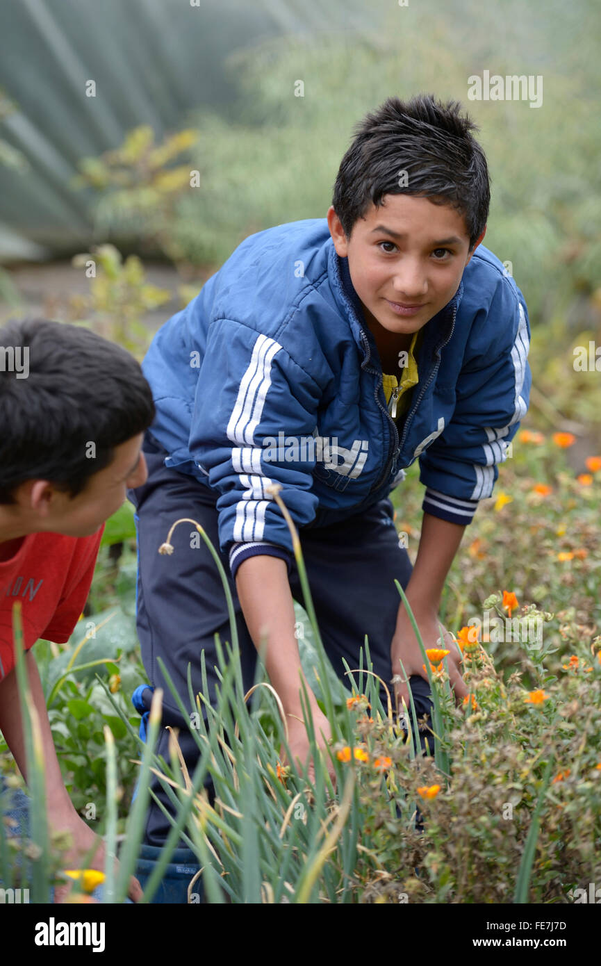 Adolescent travaillant dans un jardin d'herbes aromatiques, un projet social à Bogota, Colombie Banque D'Images