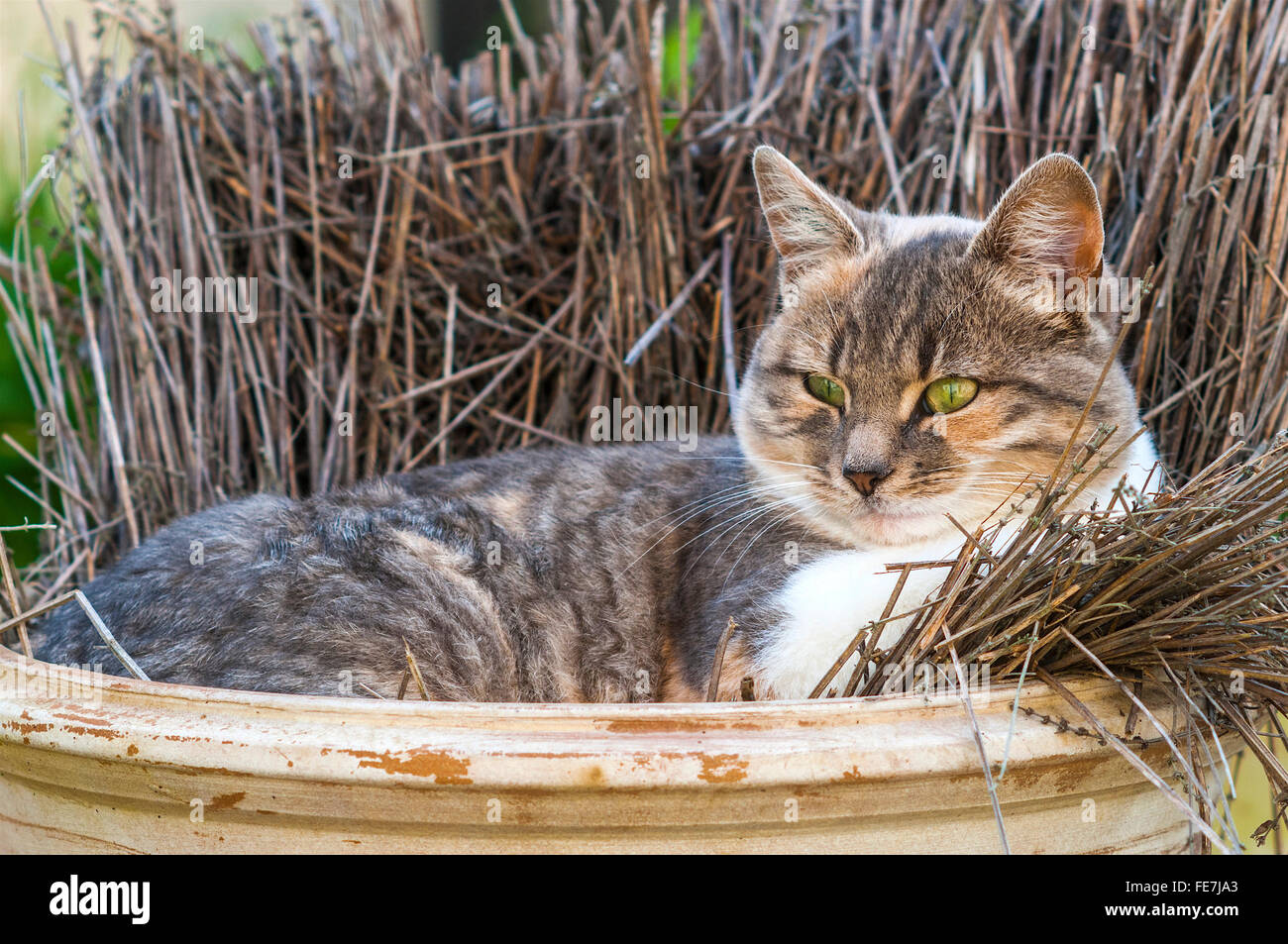 Cat sitting in garden urn - France. Banque D'Images