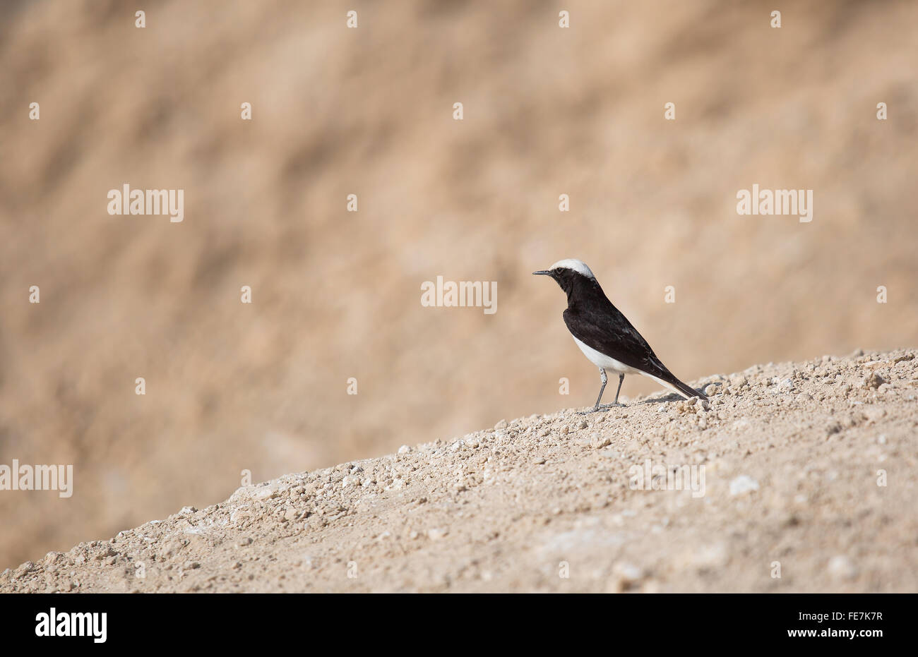 Portrait d'un oiseau dans le désert d'Israël Banque D'Images