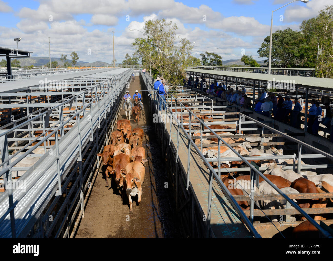 Centre du Queensland Livestock Exchange (CQLX), Gracemere, Queensland, Queensland, Australie Banque D'Images