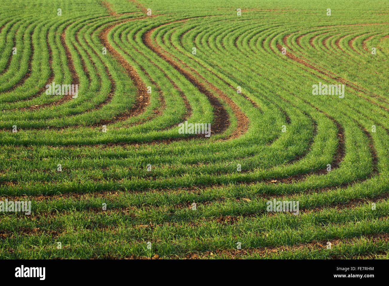 Un champ de blé ou d'orge d'hiver semées dans une forme de "S" dans la campagne du Northamptonshire, Angleterre Banque D'Images