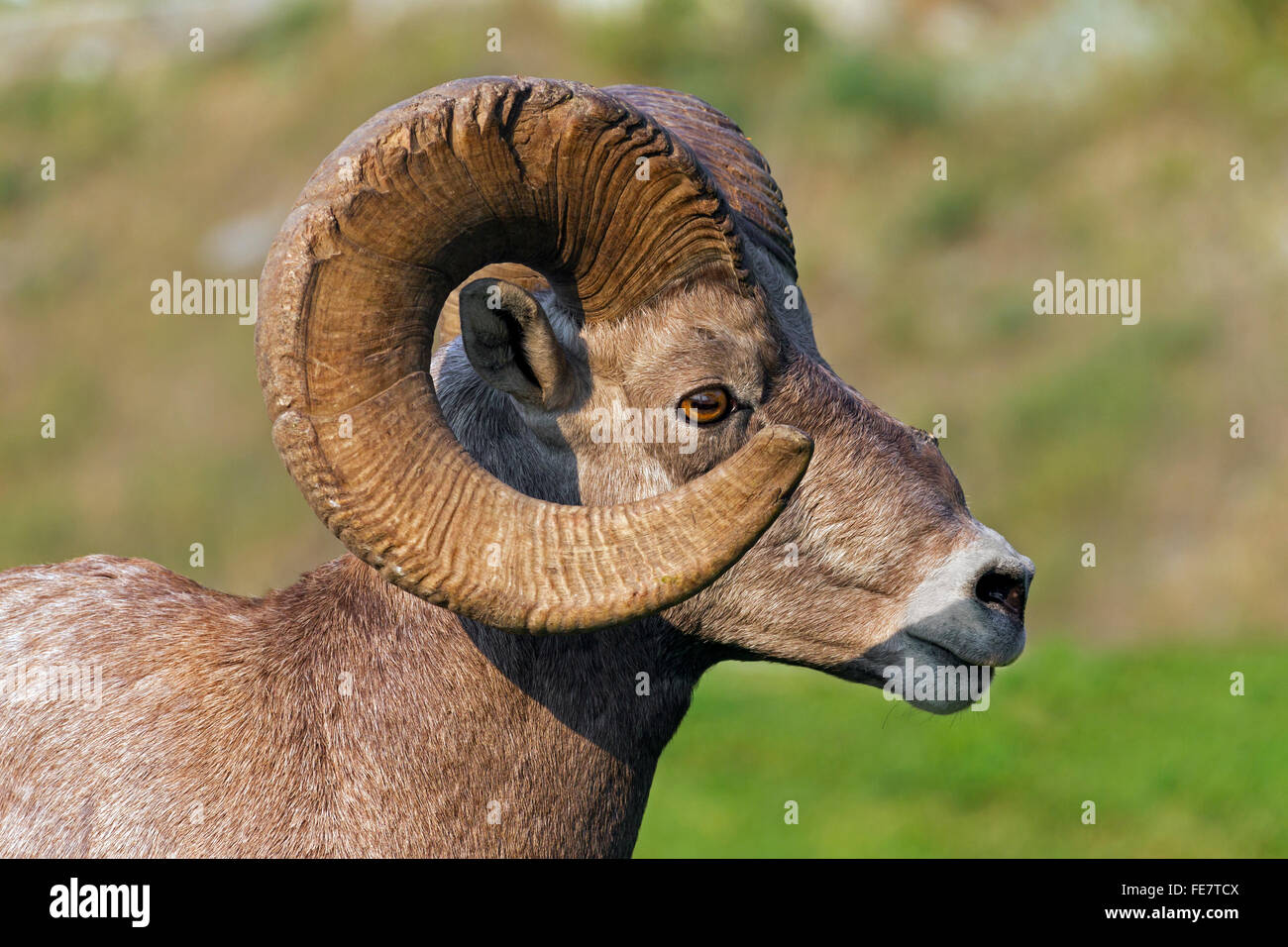Bighorn (Ovis canadensis) portrait de ram, Jasper National Park, Alberta, Canada Banque D'Images Bighorn (Ovis canadensis) portrait de ram, Jasper National Park, Alberta, Canada Banque D'Images