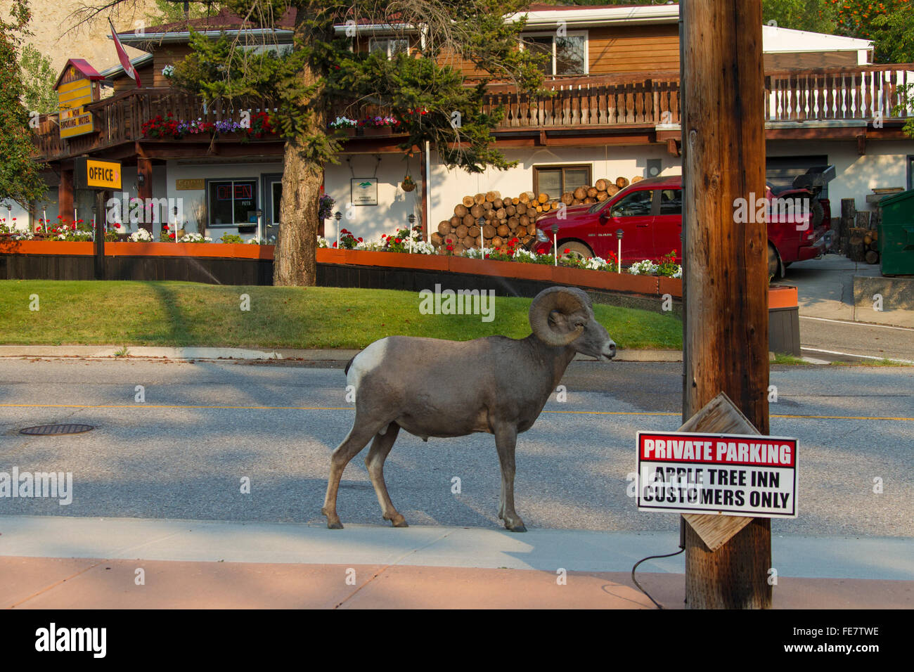 Bighorn (Ovis canadensis) ram dans les rues du village de Radium Hot Springs, East Kootenay, Colombie-Britannique, Canada Banque D'Images