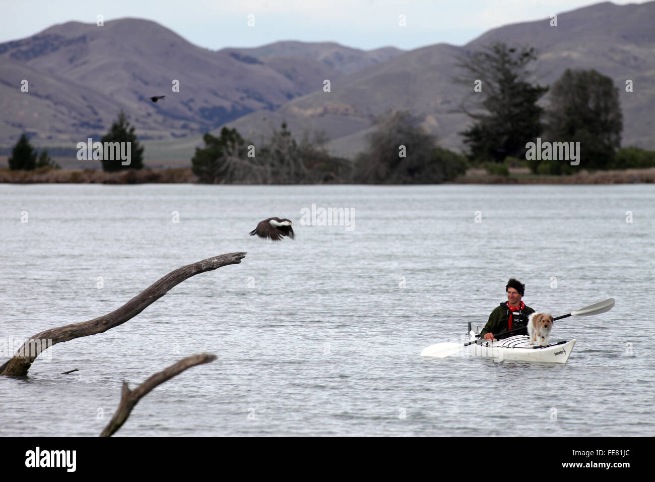 Parsons, de bois flotté et retraite Eco-Tours kayak sur le lagon à Wairau Bar, Marlborough Banque D'Images