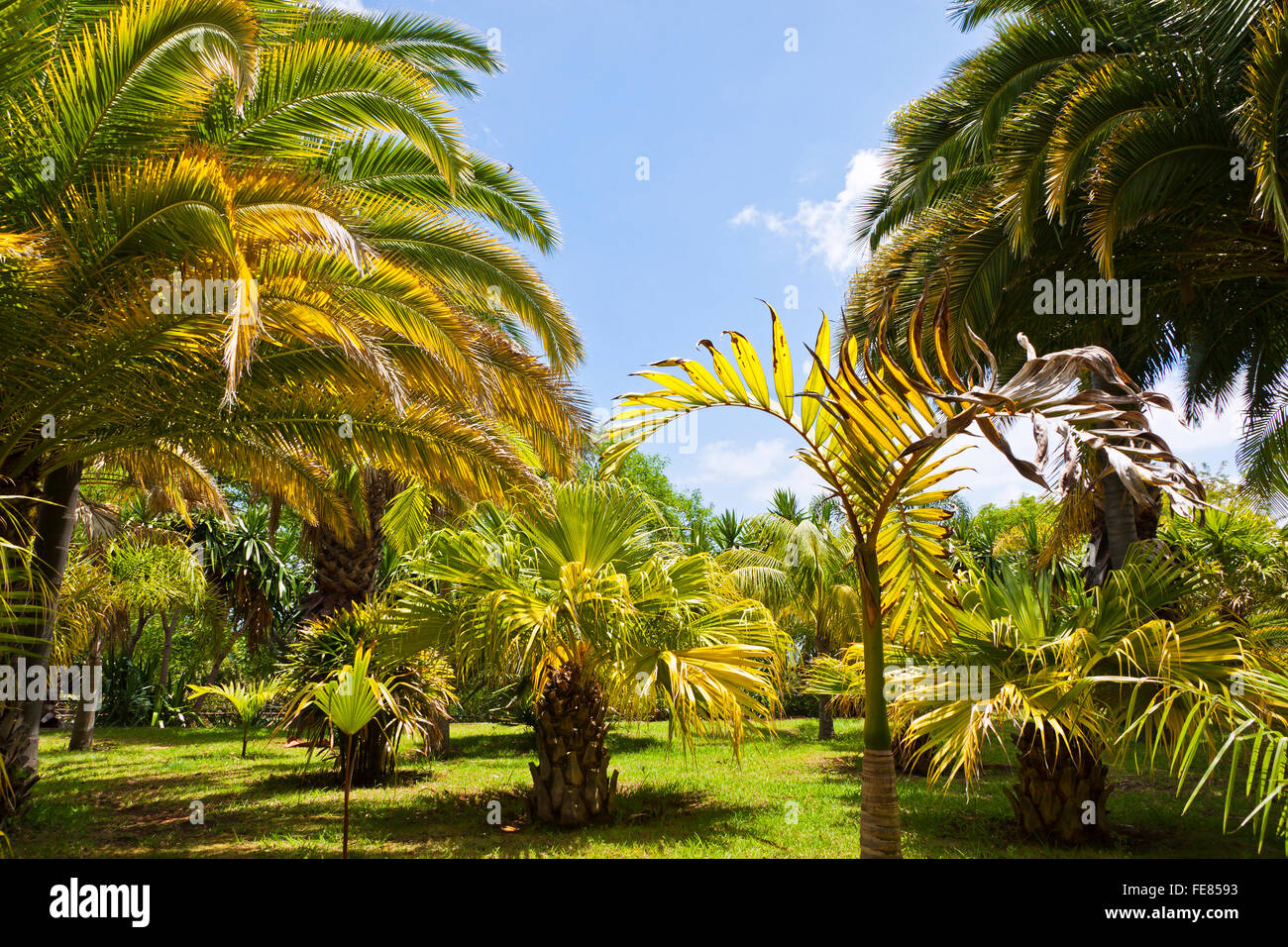 Jardin Botanique Tropical dans la ville de Funchal, île de Madère, Portugal Banque D'Images