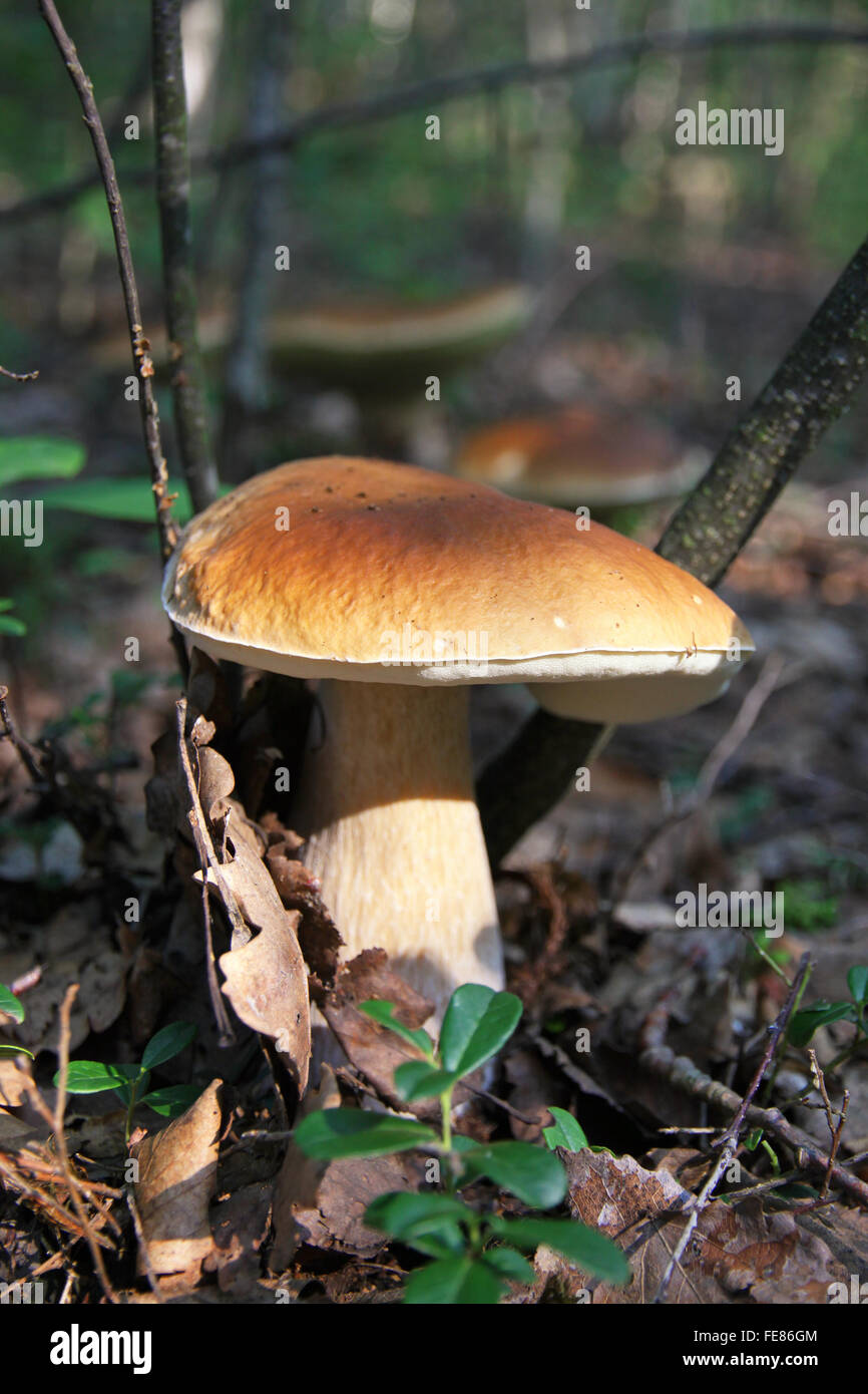 Champignons Boletus edulis comestibles dans la forêt Banque D'Images