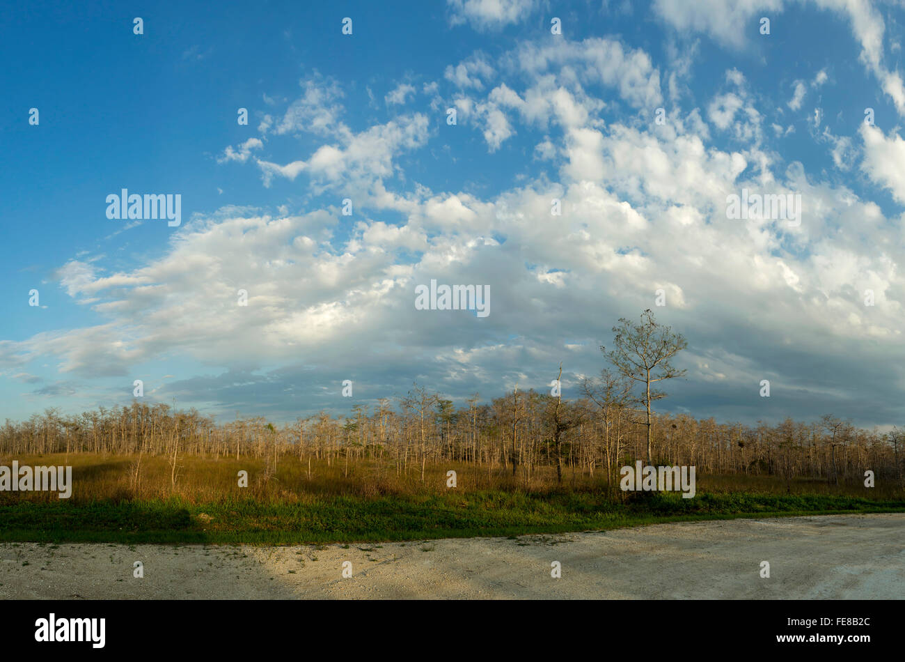 Belle scène paysage dans les Everglades de Floride. Floride Banque D'Images