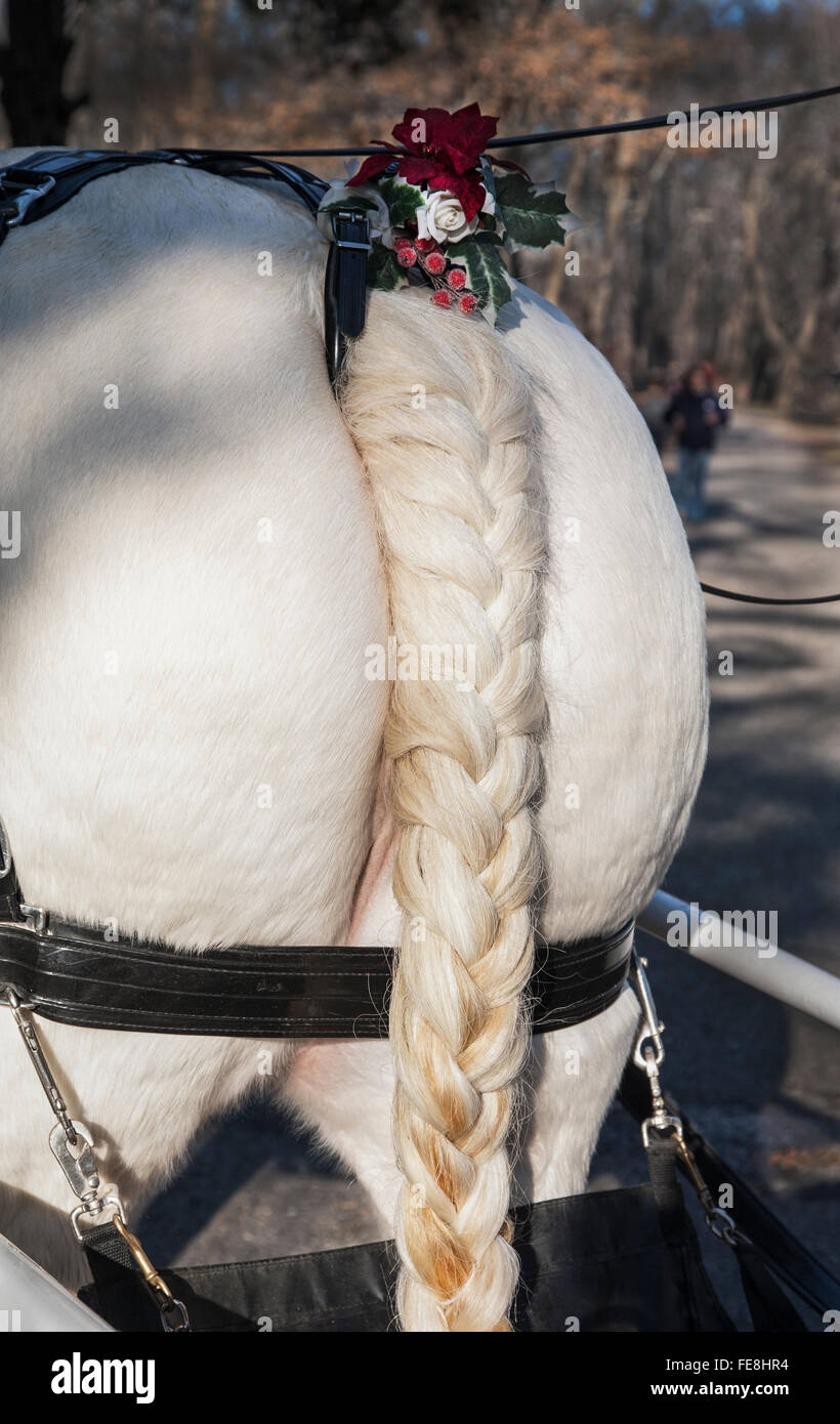 Gros plan tressé queue de cheval avec décoration de vacances sur un cheval blanc, New Jersey, Etats-Unis, animal de ferme humour abstrait chevaux de Noël images isolées Banque D'Images