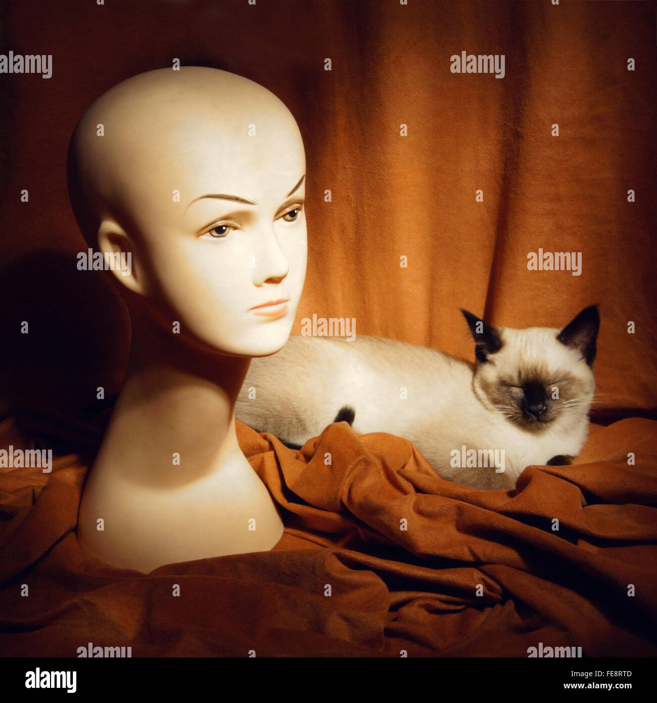 Tete De Mannequin Et Le Chat Siamois Photo Stock Alamy Tete De Mannequin Et Le Chat Siamois Photo Stock Alamy