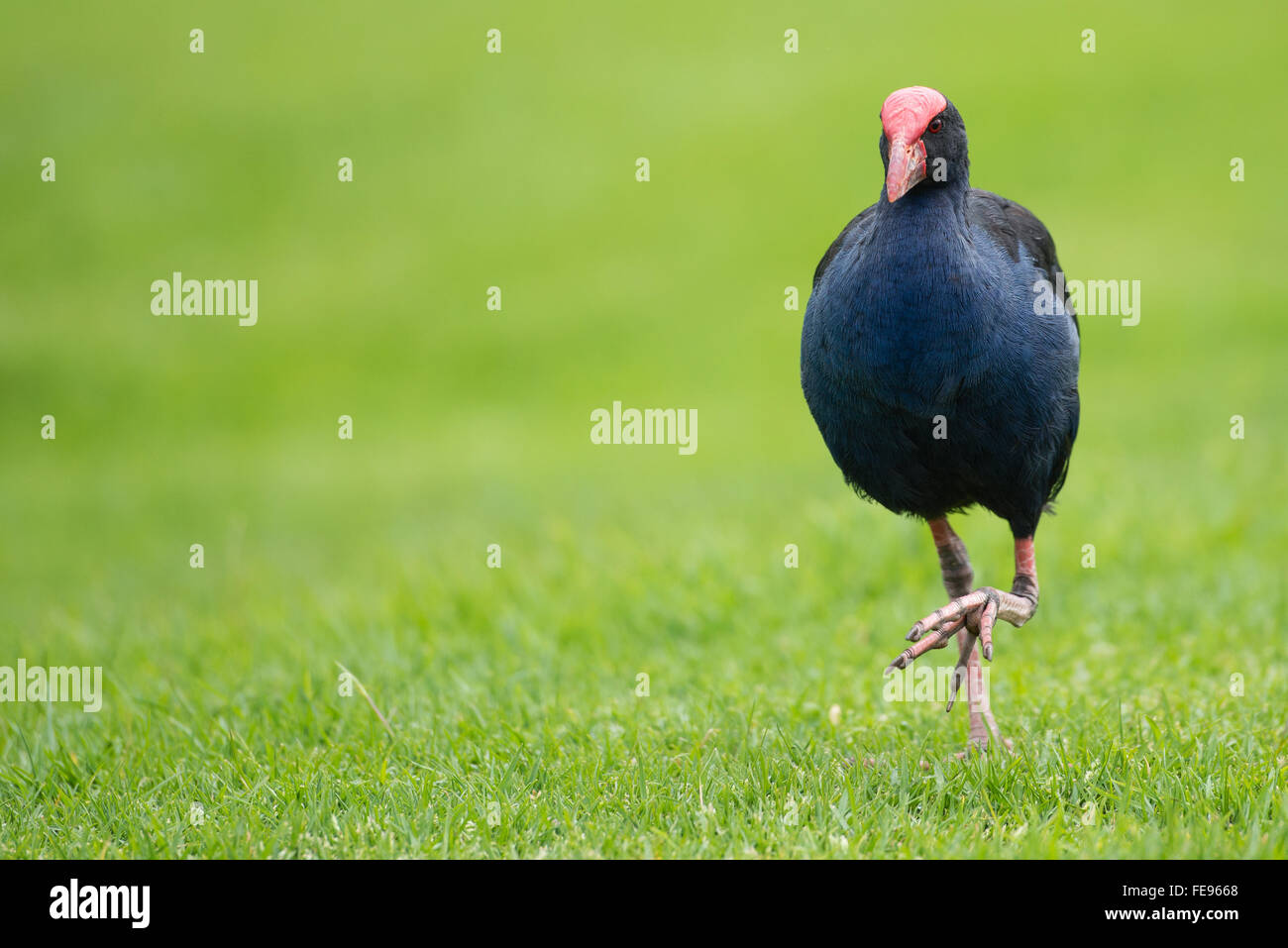 Pukeko bird marche sur la pelouse, Nouvelle-Zélande Banque D'Images