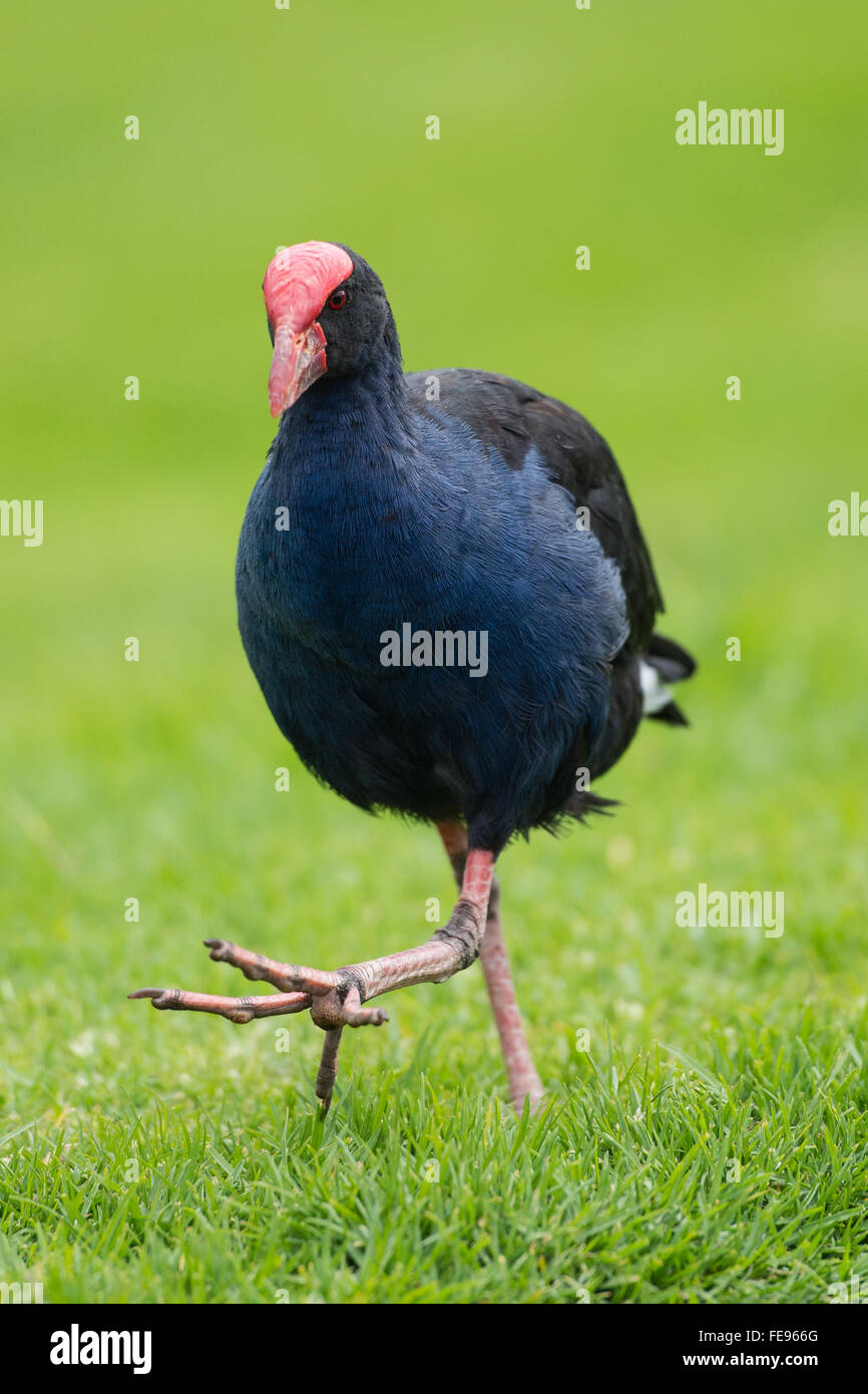 Pukeko bird marche sur la pelouse, Nouvelle-Zélande Banque D'Images