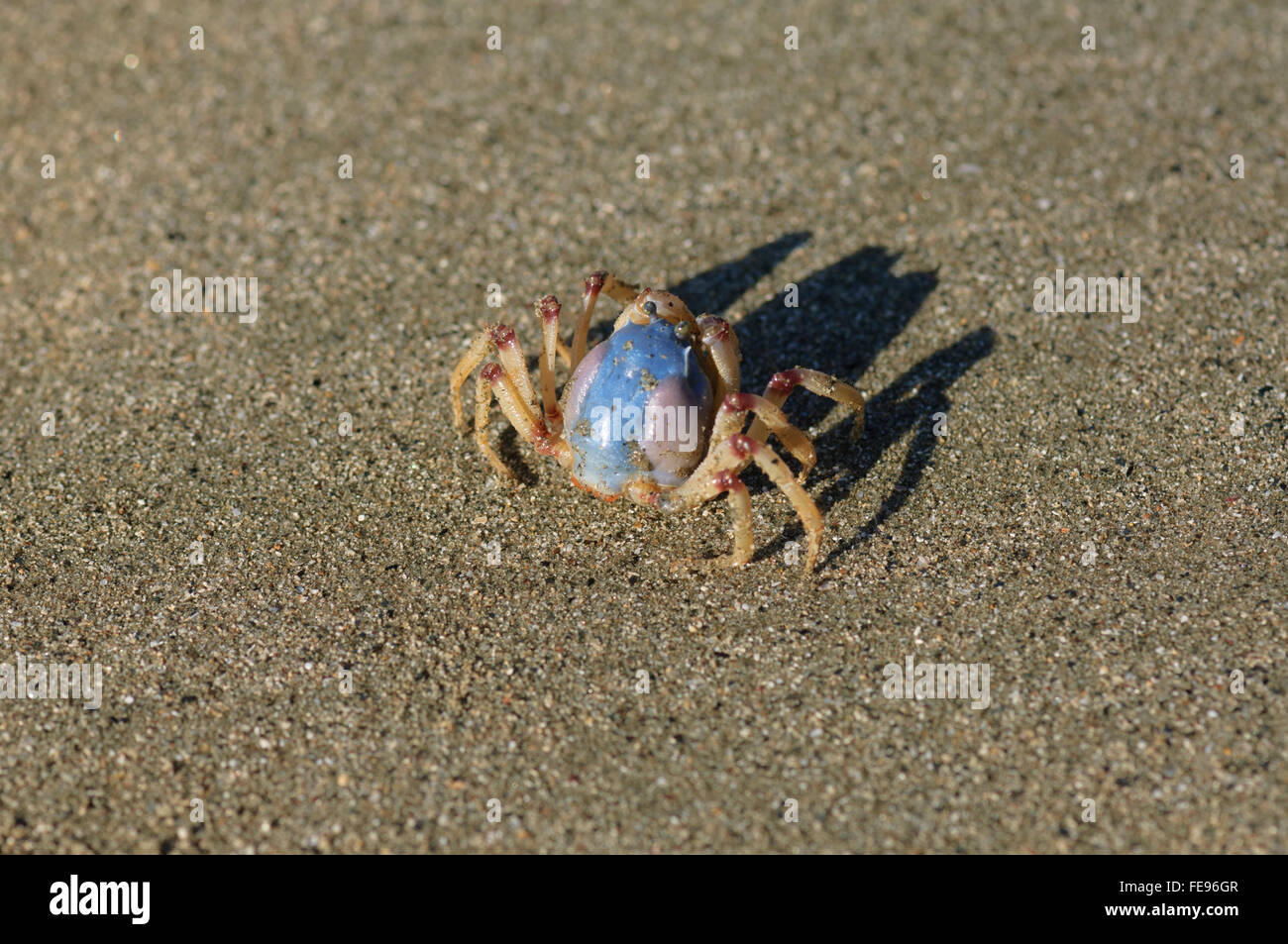 Crabe (Myctiris longicarpus soldat), Cape Hillsborough, Queensland, Australie Banque D'Images