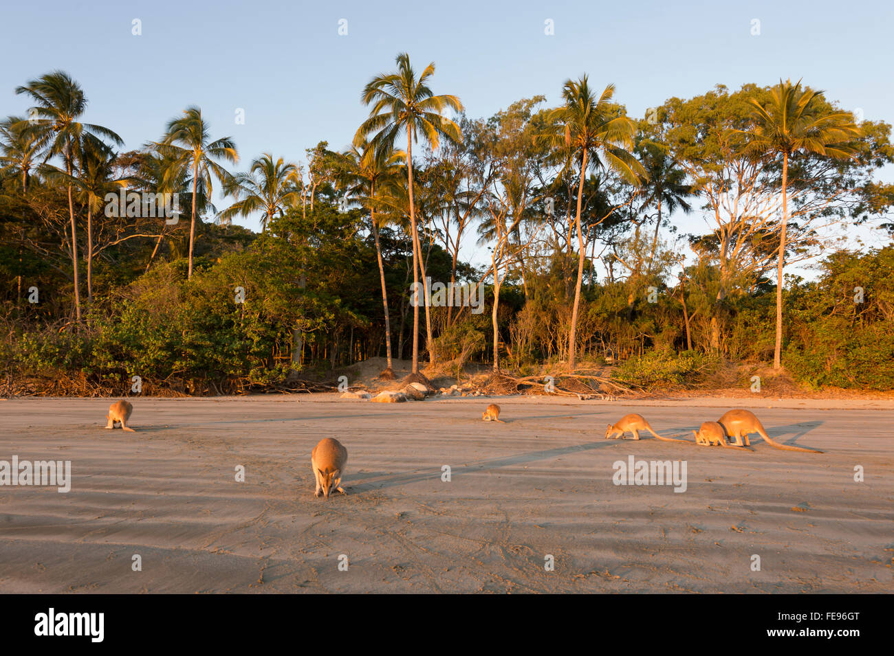 Les Wallabies sur la plage au lever du soleil, le Cap Hillsborough, Queensland, Australie Banque D'Images