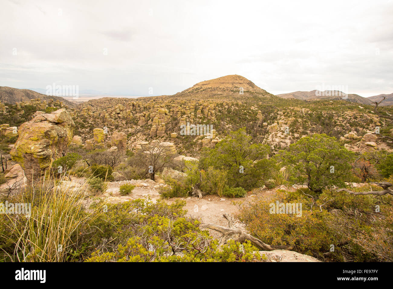 Tuyau d'orgue monument national cactus dans le sud de l'Arizona Banque D'Images