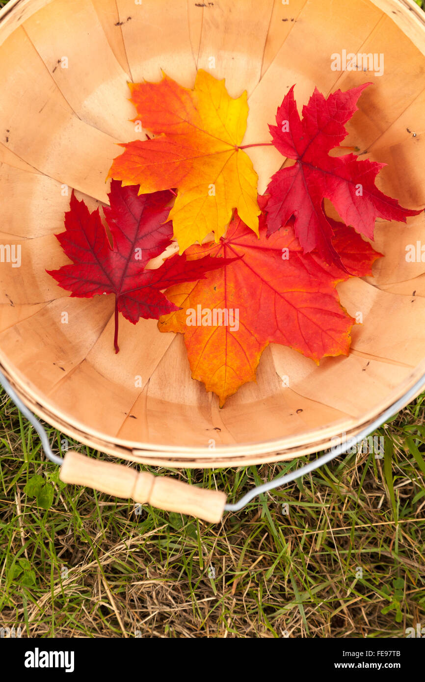 Colorful l'automne rouge et jaune feuilles d'érable en boisseau. Belles couleurs d'automne dans le pays. Banque D'Images