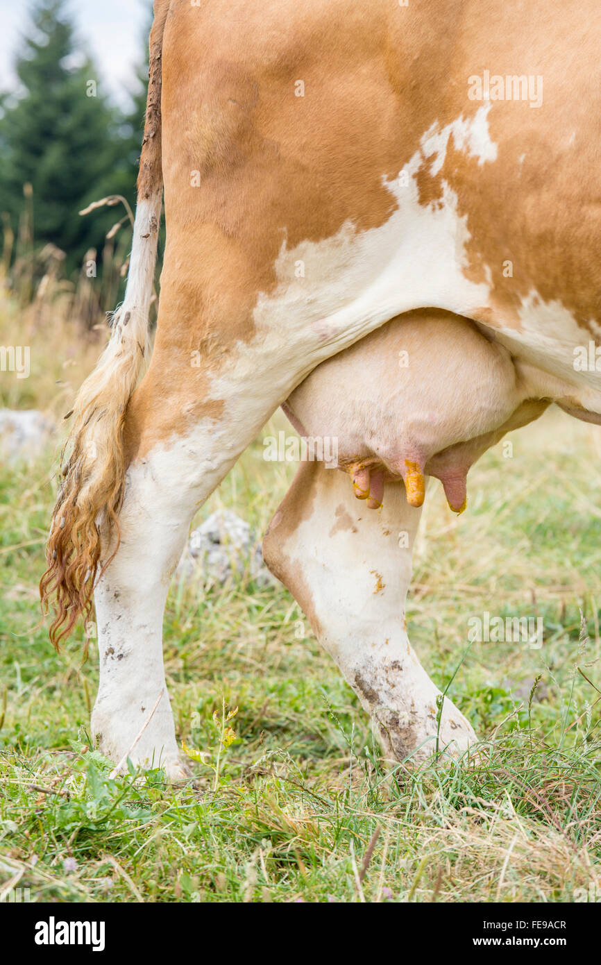 Gros plan sur les mamelles pleines de lait de vache brun et blanc Banque D'Images