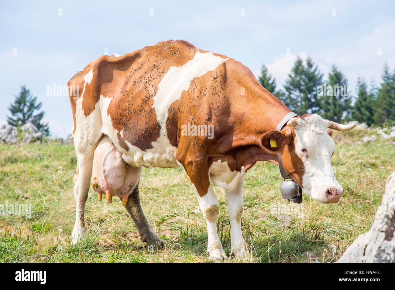 Un Skinny Cow debout sur un pâturage avec une cloche autour du cou et couverts par les mouches Banque D'Images