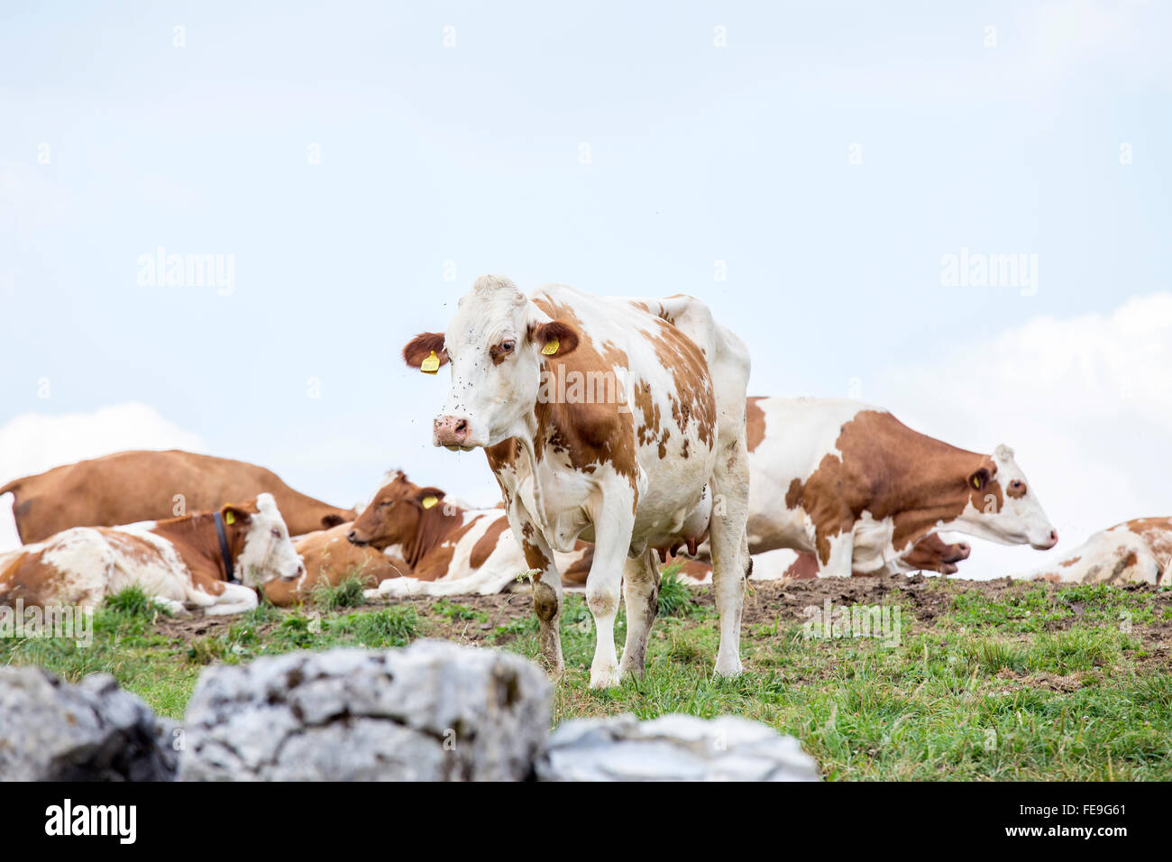Alpage avec un troupeau de vaches qui paissent brun et blanc Banque D'Images