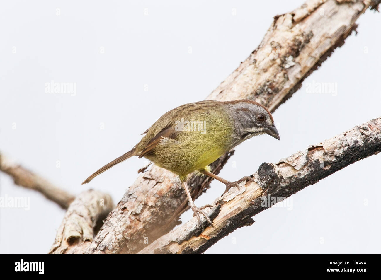 Bruant de Zapata (Torreornis inexpectata) adulte seul perché dans l'arbre, Zapata swamp, Cuba Banque D'Images