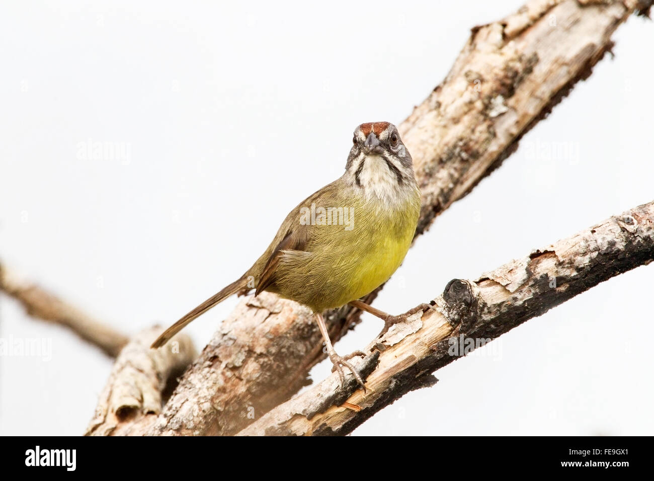 Bruant de Zapata (Torreornis inexpectata) adulte seul perché dans l'arbre, Zapata swamp, Cuba Banque D'Images