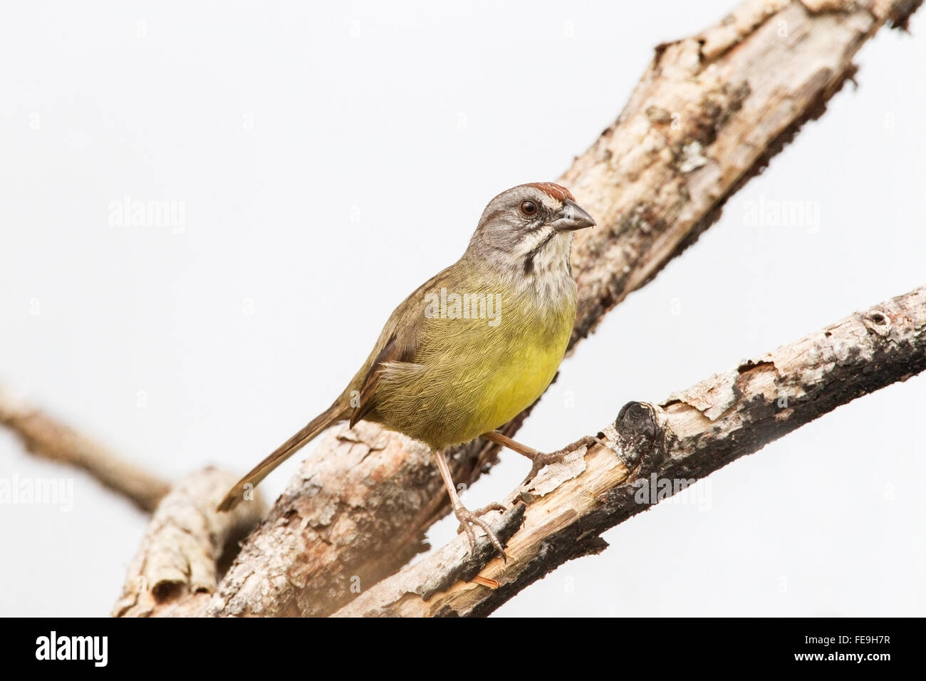Bruant de Zapata (Torreornis inexpectata) adulte seul perché dans l'arbre, Zapata swamp, Cuba Banque D'Images