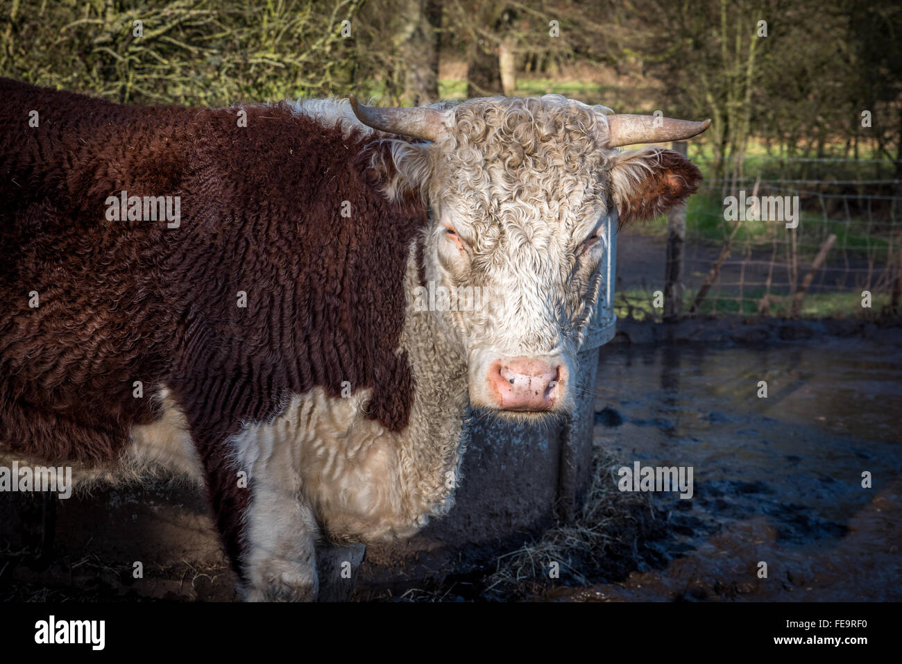 Une vache à cornes dans un champ boueux dans une ferme Banque D'Images