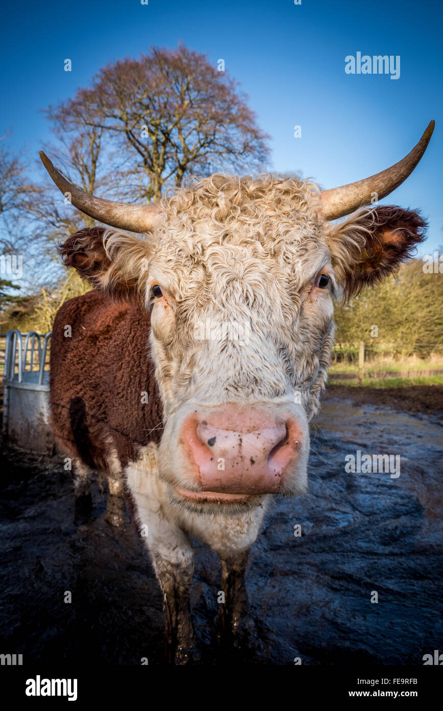 Une vache à cornes dans un champ boueux dans une ferme Banque D'Images