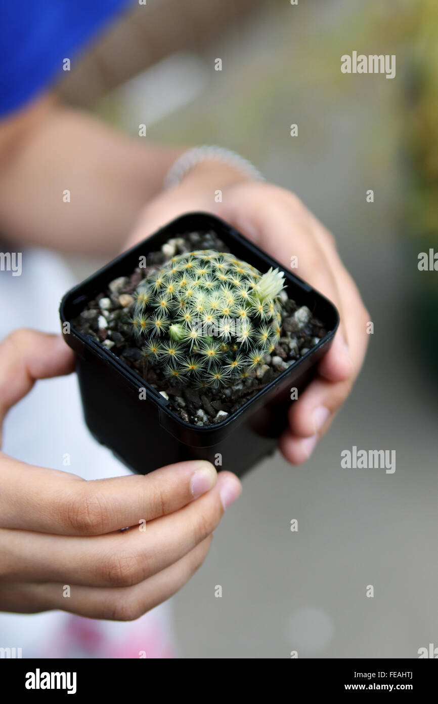 Mammillaria schiedeana ssp. giselae Banque D'Images