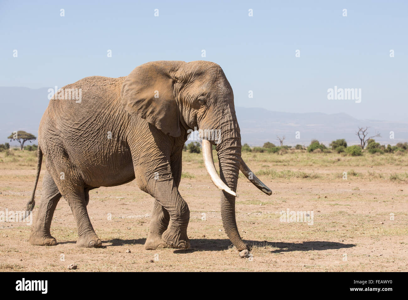 African Elephant Parc national Amboseli au Kenya Banque D'Images