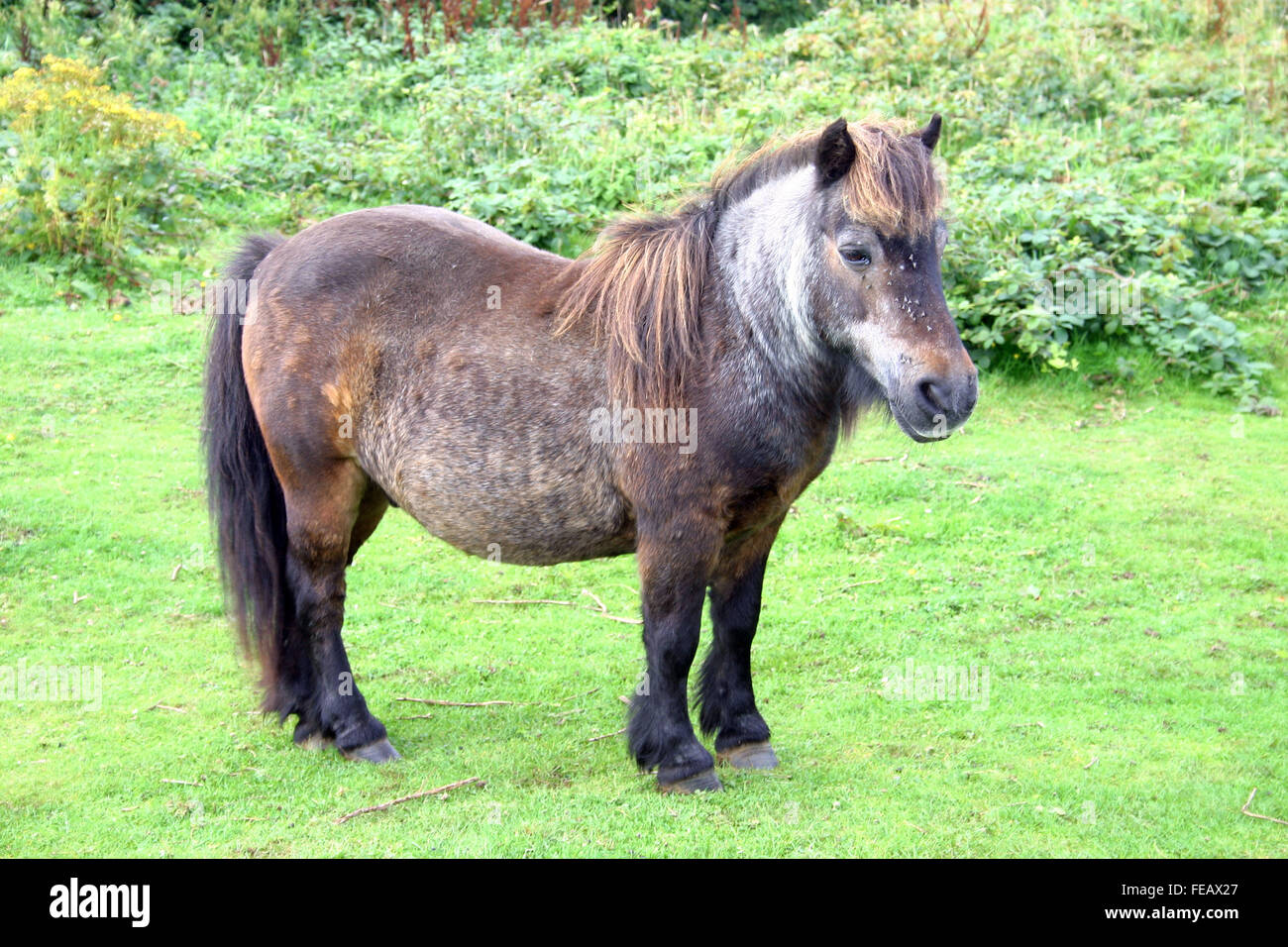 Sangle élastique chevaux pour maintien des chemises