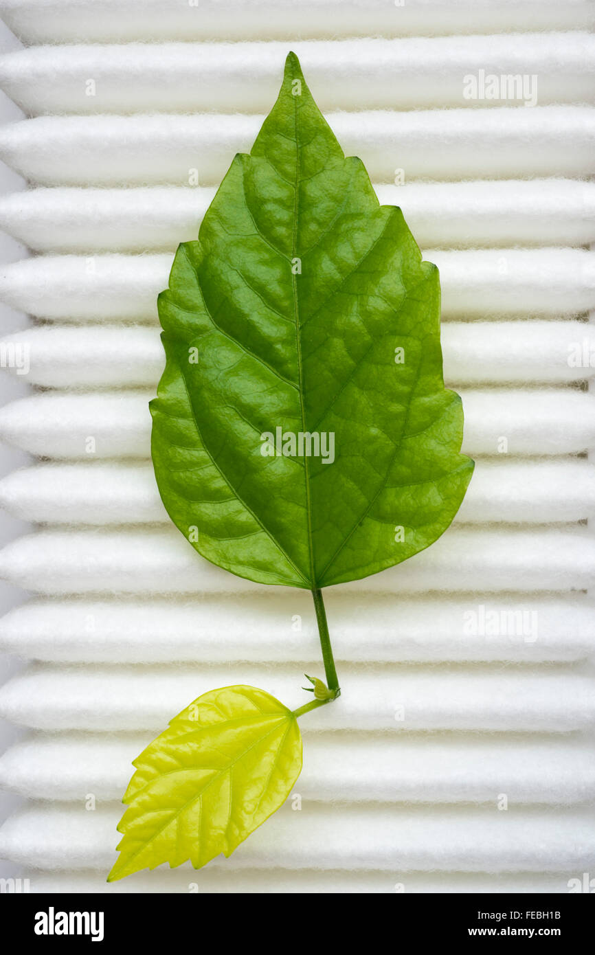 Du vrai plante verte feuille sur la surface du filtre à air propre blanc Banque D'Images