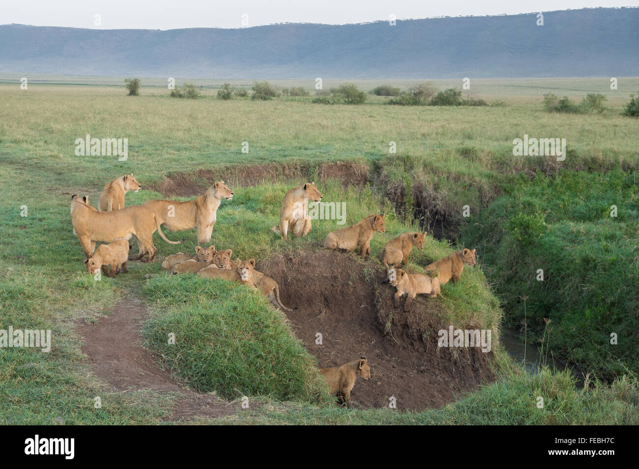 L'African Lion fierté dans le cratère du Ngorongoro en Tanzanie Banque D'Images