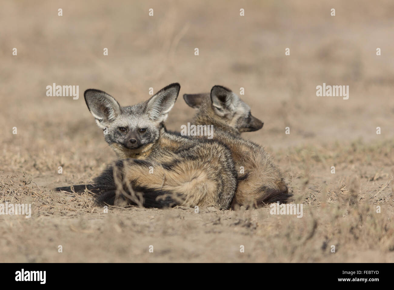 Deux Bat Eared Fox repose dans le Parc National de Serengeti en Tanzanie Banque D'Images