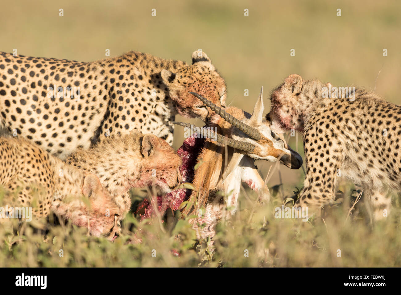 Quatre adultes sur l'alimentation sous Guépard gazelle dans le Parc National de Serengeti en Tanzanie Banque D'Images